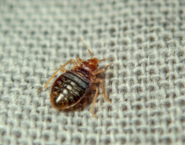 bed bug spray treatment