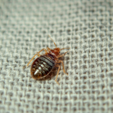 Don’t Let Bed Bugs Bite: A Guide to Identification, Prevention & Eradication