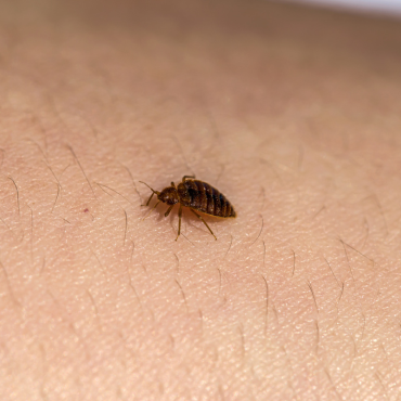 bed bug heat treatment