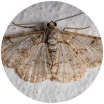 Moths icon image