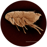 fleas icon image