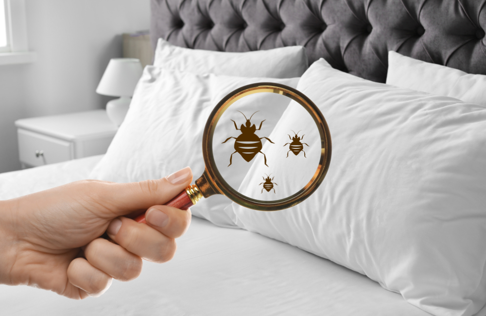 Bed Bug Specialist Leicester Banner